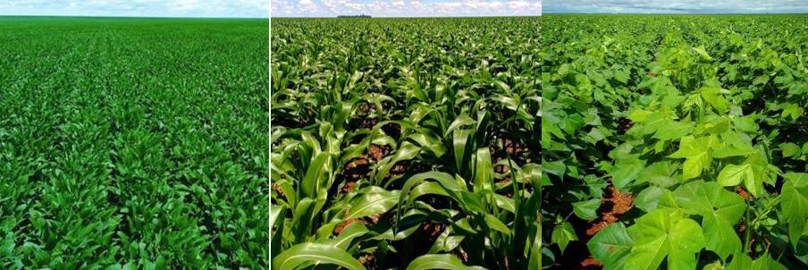 Soybean cotton corn Brazil