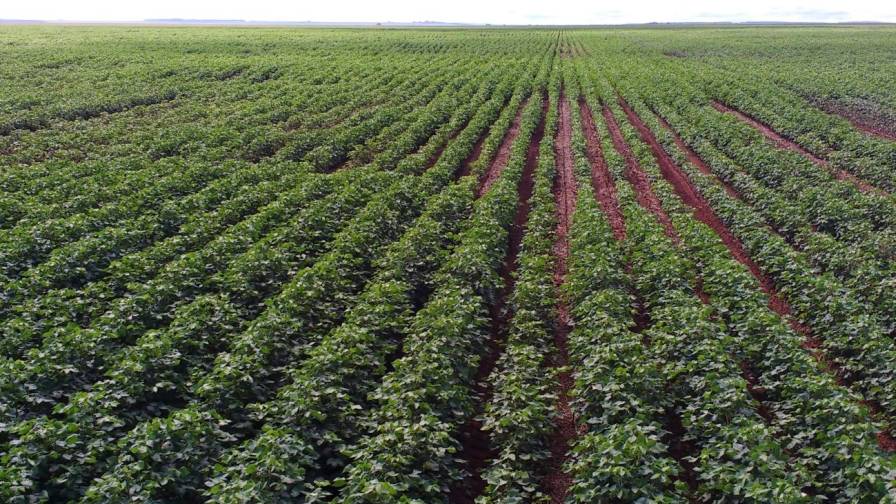 Nematodes in cotton