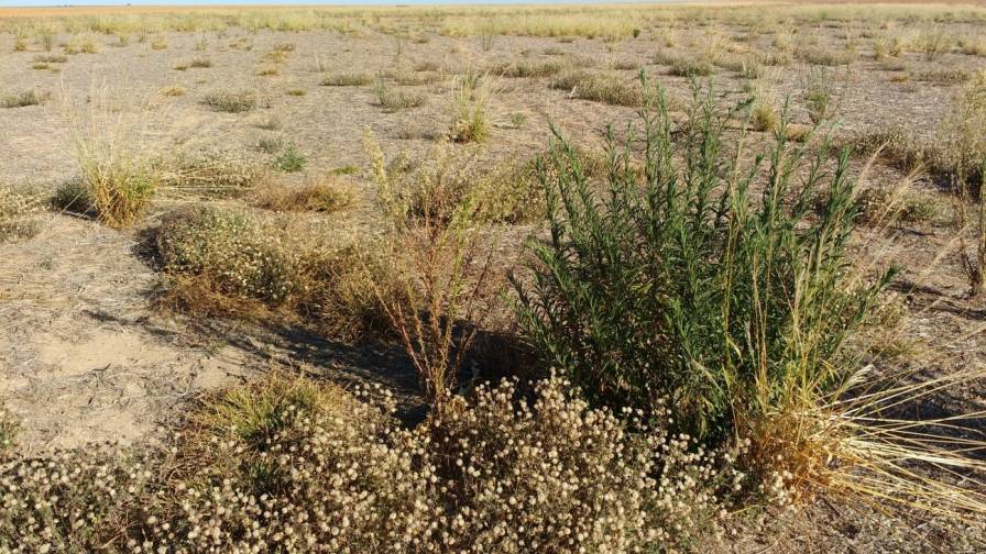 Resistant-weeds-in-Brazil