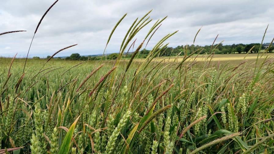 Laura_Crook_WinterWheat_Blackgrass_PrecisionAg